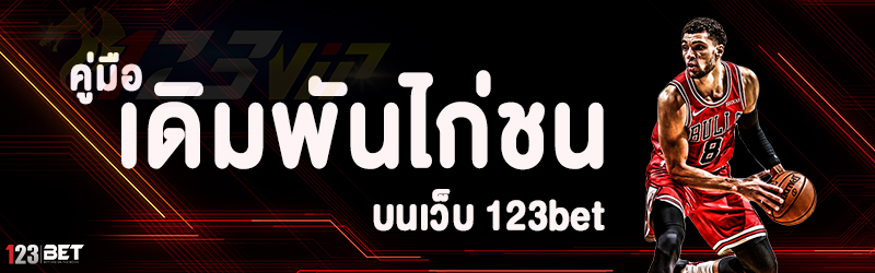 คู่มือ เดิมพันไก่ชน บนเว็บ 123bet